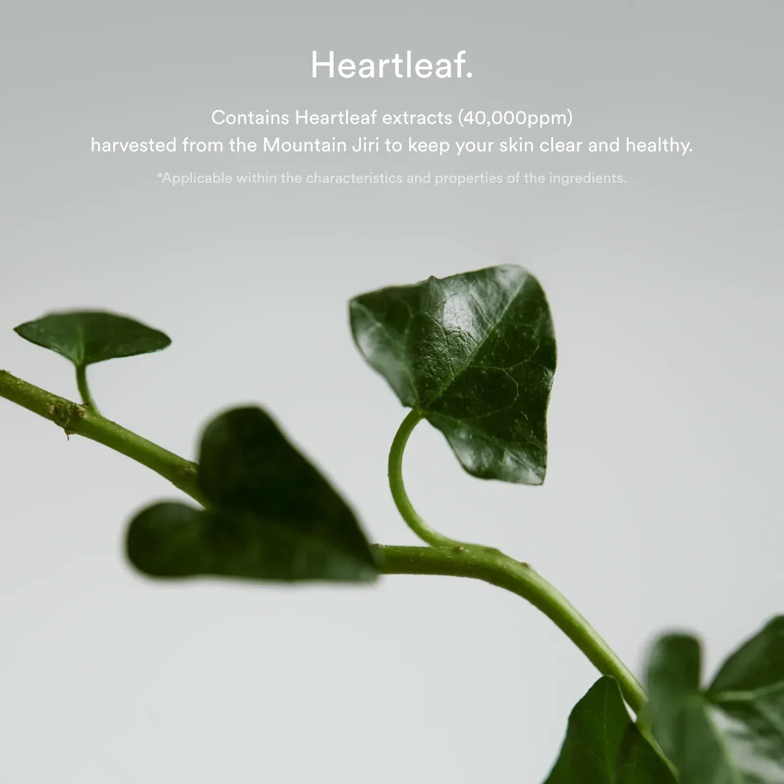 Abib - Heartleaf Spot Pad Calming Touch - Skin Shine