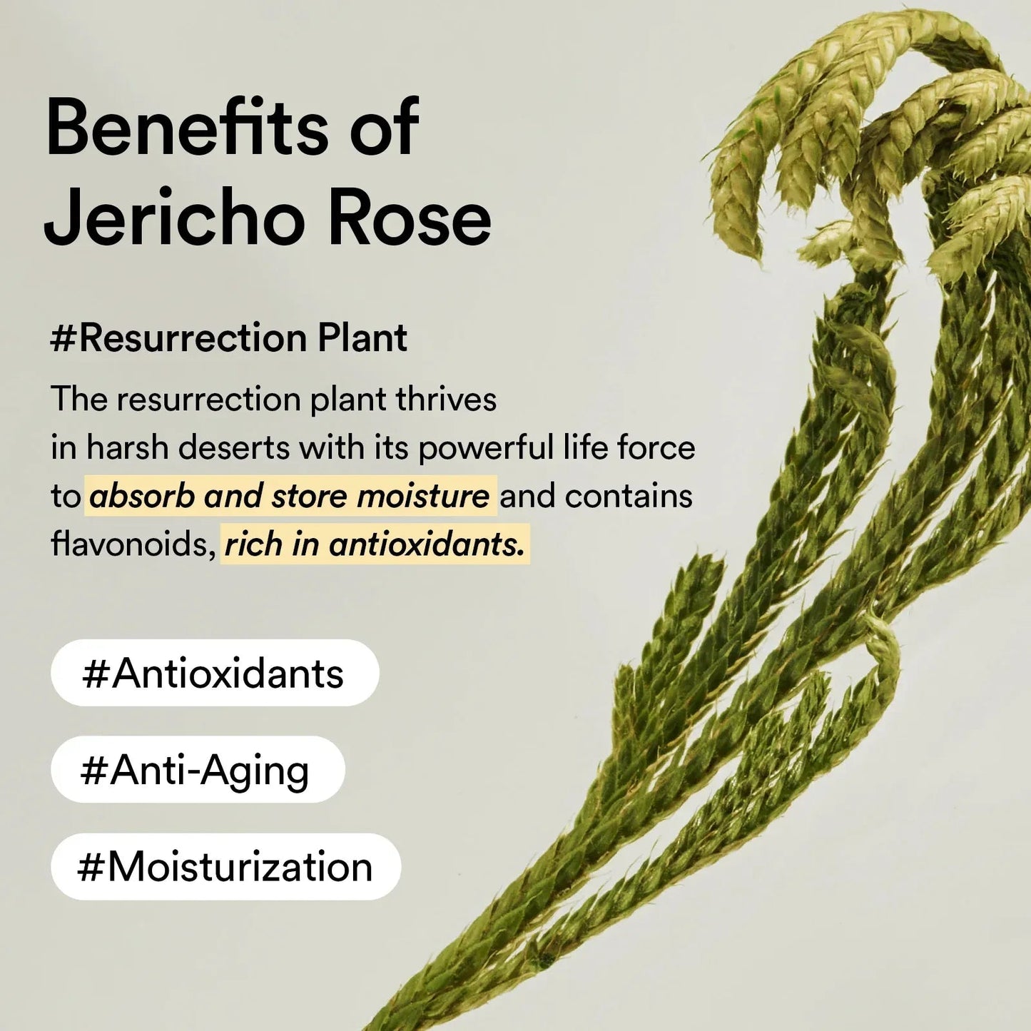 Abib - Collagen Eye Patch Jericho Rose Jelly - Skin Shine