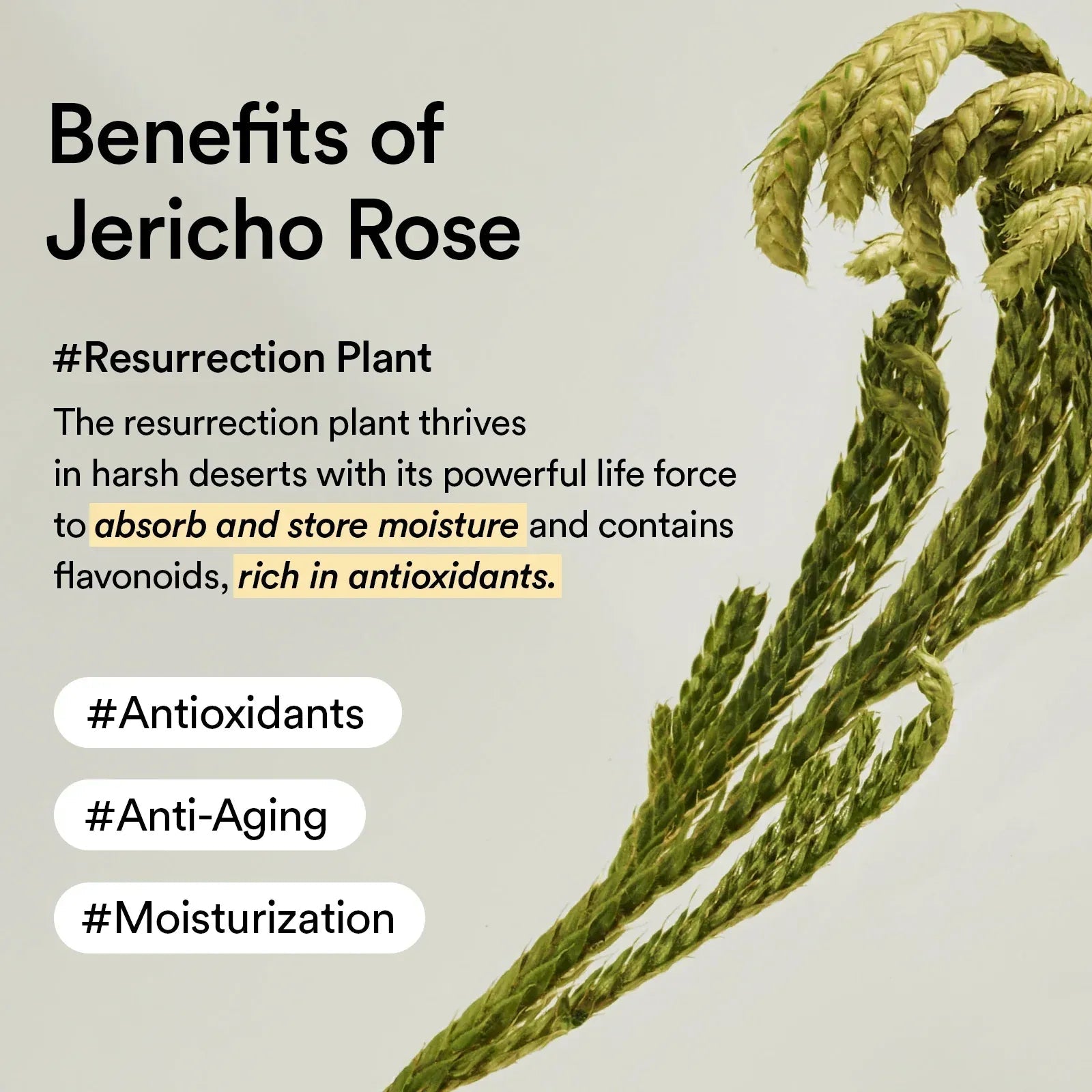 Abib - Collagen Eye Patch Jericho Rose Jelly - Skin Shine